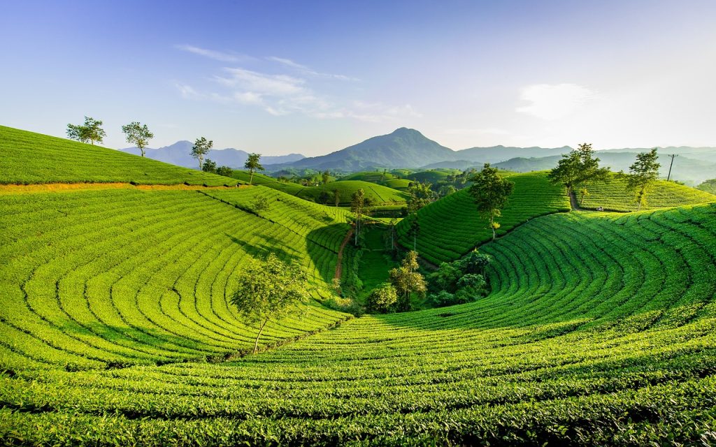 darjeeling