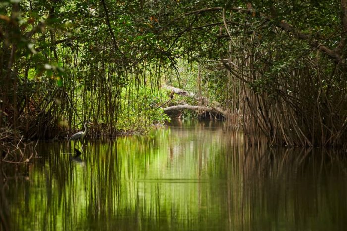 Sundarban Forests & Kolkata